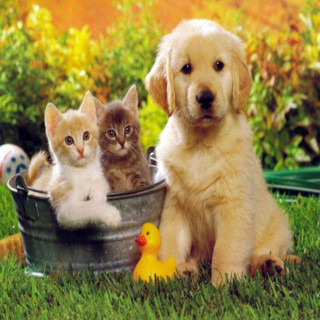 Dog kittens bucket grass rubber - free cats wallpaper for tablet