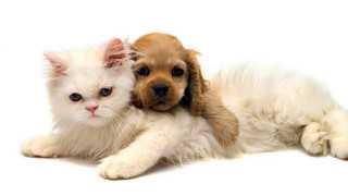 Dog cat laying white background - a dog and a cat free wallpaper