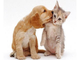 Puppy cat kissing white background - a microscopic photo free wallpaper