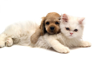 Puppy cat laying white background - animal free wallpaper for desktop