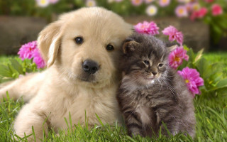 Puppy cat laying grass together 2 - the grass together free wallpaper
