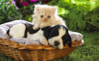 Kitten puppy basket grass sunlight 3 - a basket together free wallpaper