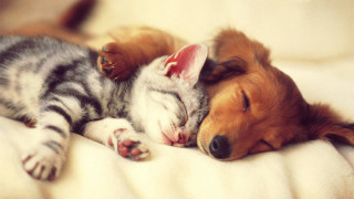 Dog cat sleeping together on 2 - a bed together free wallpaper