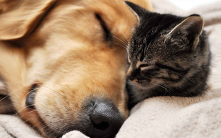 Cat dog sleeping together blanket - a blanket together free wallpaper