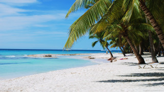 Beach palm tree person laying - bascove free wallpaper for desktop