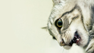 Cat open mouth paw white - sharp focus free wallpaper