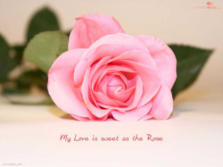 Pink rose message on it - sweet free wallpaper