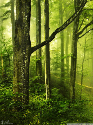 Forest trees green leaves trail - free forest wallpaper for mobile