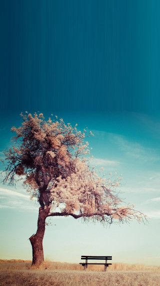 Bench under tree field blue - amir zand free wallpaper for mobile