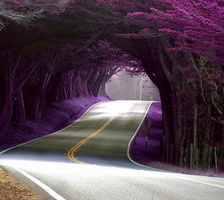 Tunnel of trees road cherry - free forest wallpaper for tablet