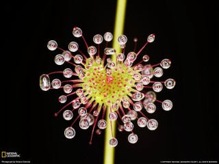 Flower closeup macro yellow stem - a close up of a flower free wallpaper for desktop