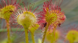 Flower bug closeup blurry background - ecological art free wallpaper
