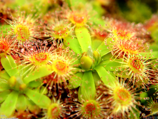 Close up flowers green leaves 3 - a close up of a bunch free wallpaper