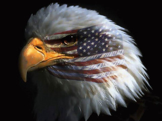 Bald eagle american flag portrait - its head free wallpaper