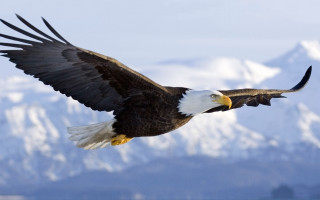 Bald eagle flying mountain range 5 - over a mountain range free wallpaper