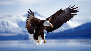 Bald eagle flying water mountains 7 - bald free wallpaper