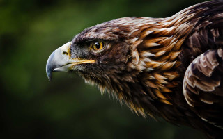 Owl bird prey green background - prey free wallpaper