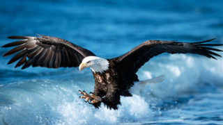 Bald eagle flying ocean wave - in the ocean free wallpaper