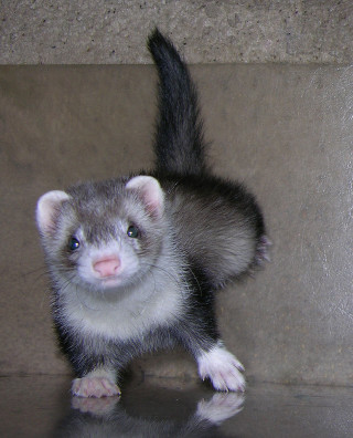 Ferret shiny surface front paws - free animals wallpaper for mobile