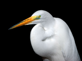 White bird yellow beak black - upper body free wallpaper for desktop