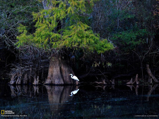 White bird tree stump lake - charles ragland bunnell free wallpaper