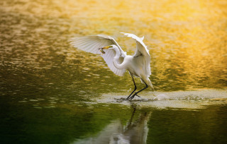 White bird wings spread water 3 - its reflection free wallpaper