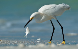 White bird fish mouth beach 2 - a white bird free wallpaper for desktop