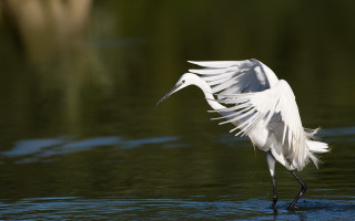 White bird wings spread water - a white bird free wallpaper for desktop