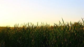Bird flying lush green field - ecological art free wallpaper