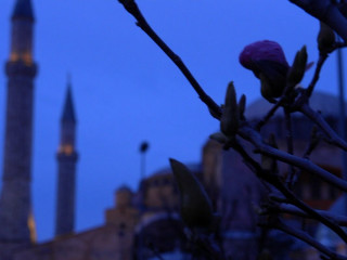 Tree branch flower building minaret - a flower in front free wallpaper