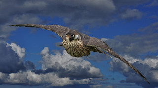Bird flying cloudy sky wings 2 - anne nasmyth free wallpaper