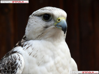 Birdofprey wood background ambientocclusion animalphotography - a close up of a bird free wallpaper