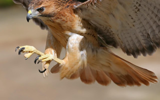 Bird of prey large wing 4 - adam rex free wallpaper