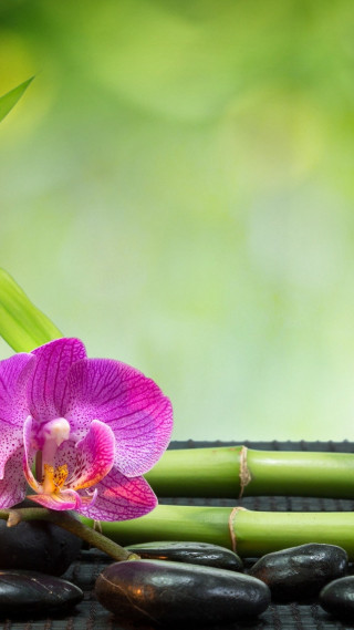 Purple flower bamboo stones green - macro photography free wallpaper for mobile