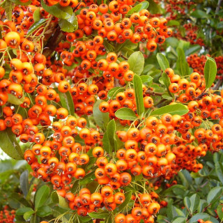 Bush red berries branches leaves - boetius adamsz bolswert free wallpaper for tablet