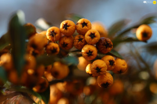 Berries close up tree branch - a close up of a bunch free wallpaper