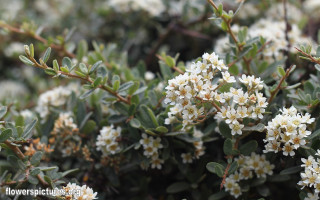 White flower bush green leaves - branch and a blurry background free wallpaper
