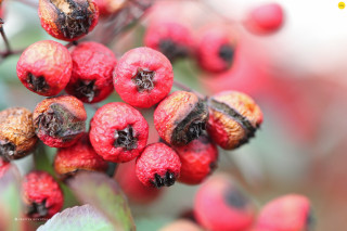 Berries tree branch leaves nature - a bunch of berries free wallpaper