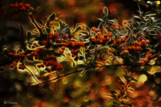 Blurry photograph berries tree branch - leaf and berries free wallpaper for desktop