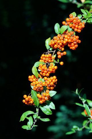 Orange berries green leaves branch - in the foreground free wallpaper for mobile