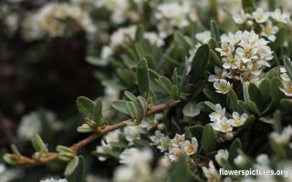 White flowers green leaves bush - white flower free wallpaper