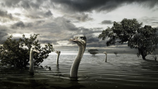 Bird standing water trees background - surreal photography free wallpaper