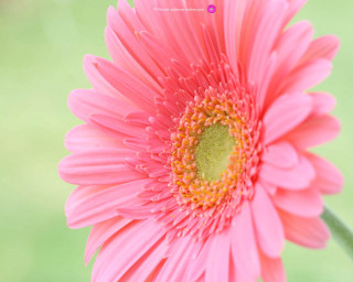 Pink flower green center blurry - elinor proby adams free wallpaper for desktop