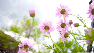 Pink flowers garden sky clouds - a garden free wallpaper