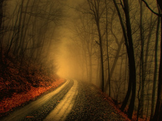 Foggy road forest trees leaves - the side of the road free wallpaper for desktop