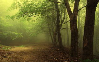 Dirt path forest trees fog 2 - david martin free wallpaper for desktop