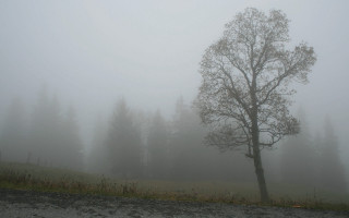 Tree fog hill road field - volumetric fog free wallpaper