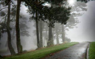 Foggy road trees person walking - the foggy day free wallpaper for desktop