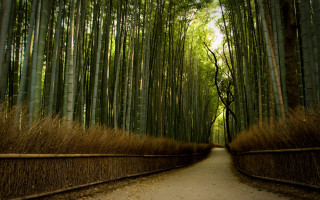 Bamboo forest path tall trees - a bamboo forest free wallpaper