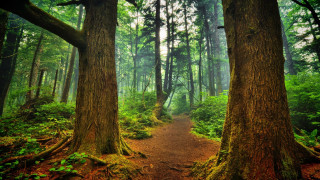 Forest trail dense trees green - green foliage free wallpaper